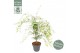 Acer palmatum emerald lace 
