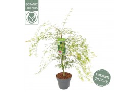 Acer palmatum emerald lace