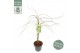 Acer palmatum emerald lace 