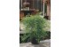 Acer palmatum emerald lace 