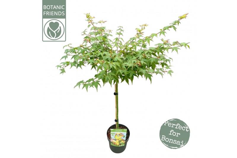 Acer palmatum little princess 