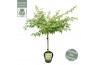 Acer palmatum little princess