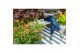 Acer palmatum little princess 