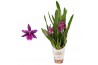 Brassia shelob tolkien licht kort 2 tak 14+ bloem,14 bl.,2 tak/plnt,ge