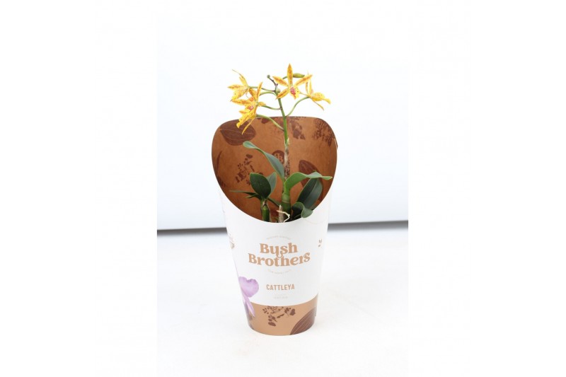Cattleya Epi Cattleya Volcano Trick 1 tak 2+ 12 cm 