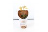 Cattleya Epi Cattleya Volcano Trick 1 tak 2+ 12 cm