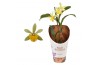 Cattleya Epi Cattleya 12 cm