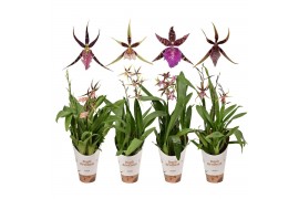 Brassia summer dream mix 2 tak