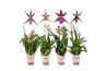 Brassia summer dream mix 2 tak