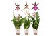 Brassia summer dream mix 2 tak 