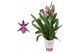Brassia summer dream Miltassia 1 tak 