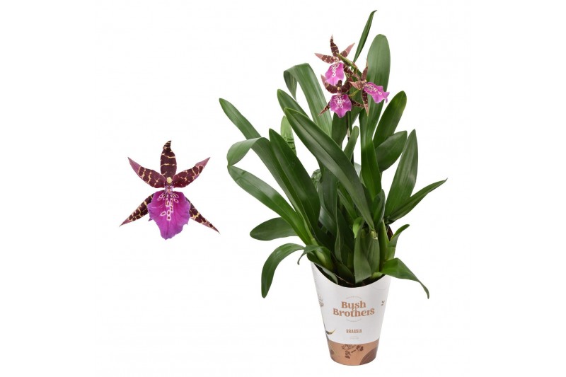 Brassia summer dream Miltassia 1 tak 
