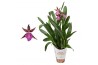 Brassia summer dream Miltassia 1 tak