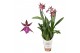 Brassia summer dream Miltassia 2 tak lang 
