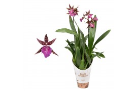Brassia summer dream Miltassia 2 tak lang