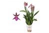 Brassia summer dream Miltassia 2 tak lang