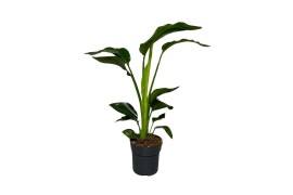 Strelitzia nicolai