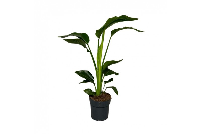Strelitzia nicolai 