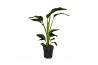 Strelitzia nicolai