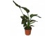 Strelitzia nicolai 