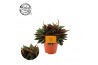Peperomia caperata rosso