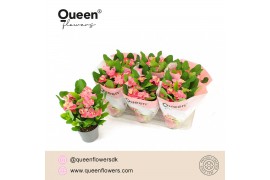 Euphorbia milii charlotte Euphorbia Tiara Charlotte Roze P14 Queen 15 