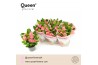 Euphorbia milii charlotte Euphorbia Tiara Charlotte Roze P14 Queen 15 