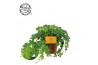 Parthenocissus striatha