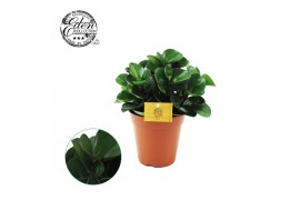 Peperomia obtusifolia burning bush