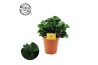 Peperomia obtusifolia burning bush