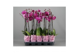 Phalaenopsis paars A2 - 2 tak - 75/80cm