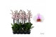 Phalaenopsis anthura madrid 2 tak - 75/80cm 