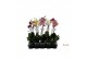 Phalaenopsis mix 1 tak - 55/60cm - Vertakt 