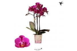 Phalaenopsis multiflora anthura merida 3 tak kolibri orchids