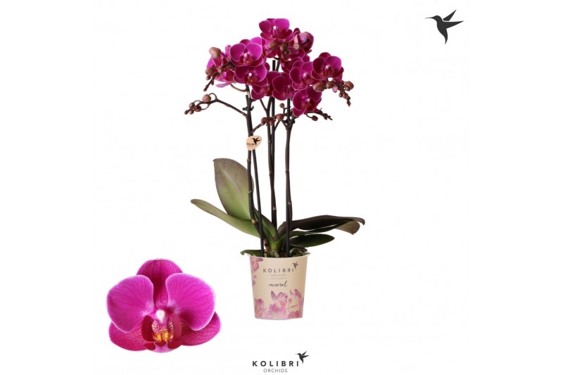 Phalaenopsis multiflora anthura merida 3 tak kolibri orchids Phalaenopsis multiflora anthura merida 3 tak kolibri orchids