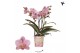 Phalaenopsis multiflora anthura treviso 3 tak kolibri orchids 