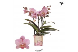 Phalaenopsis multiflora anthura treviso 3 tak kolibri orchids