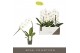Phalaenopsis wit Formidablo - Niagara Falls - 1 tak, 12+ bloem 