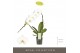 Phalaenopsis wit Formidablo - Niagara Falls - 1 tak, 12+ bloem 