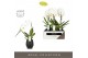 Phalaenopsis wit Formidablo - Niagara Falls - 1 tak, 12+ bloem - Abruz 