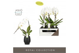 Phalaenopsis wit Formidablo - Niagara Falls - 1 tak, 12+ bloem - Abruz
