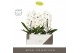 Phalaenopsis wit Formidablo - Niagara Falls - 1 tak, 12+ bloem - Abruz 