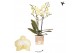 Phalaenopsis floriclone sunny shore Kolibri Orchids - Colombia - 2 tak 