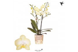 Phalaenopsis floriclone sunny shore Kolibri Orchids - Colombia - 2 tak