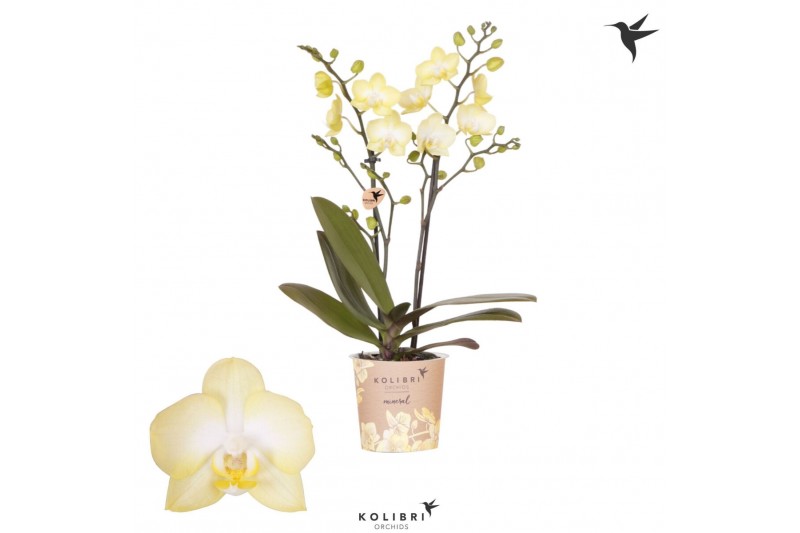 Phalaenopsis floriclone sunny shore Kolibri Orchids - Colombia - 2 tak Phalaenopsis floriclone sunny shore Kolibri Orchids - Colombia - 2 tak