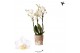 Phalaenopsis sogo popcorn Kolibri Orchids Phalaenopsis Samoa 3 spike 2 
