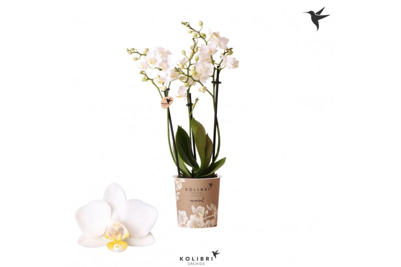 Phalaenopsis sogo popcorn Kolibri Orchids Phalaenopsis Samoa 3 spike 2 Phalaenopsis sogo popcorn Kolibri Orchids Phalaenopsis Samoa 3 spike 2