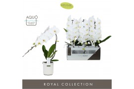 Phalaenopsis wit Formidablo - Niagara Falls - 1 tak, 12+ bloem - Molis
