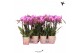 Phalaenopsis multiflora paars 3 tak 