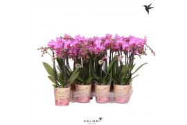Phalaenopsis multiflora paars 3 tak
